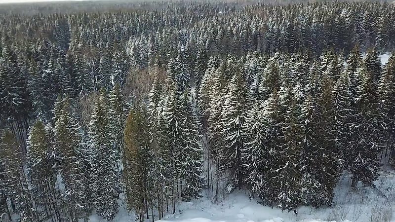 Хвойный лес Вологодской области — сырьевая база завода